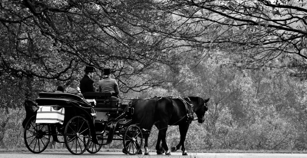 Windsor Carriages in Windsor Great Park